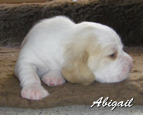 Zweifarbiger Beaglewelpe zwei Wochen alt